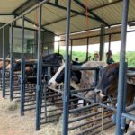 Inseminacao-artificial-de-Bovinos-19
