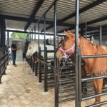 Troncos de contencao (cavalos)
